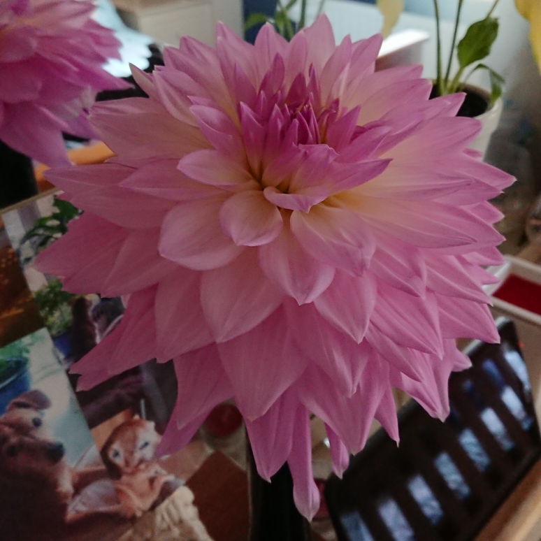 Dahlia Sir Alf Ramsey in the GardenTags plant encyclopedia Dahlia Sir Alf Ramsey (Decorative) in the GardenTags plant encyclopedia