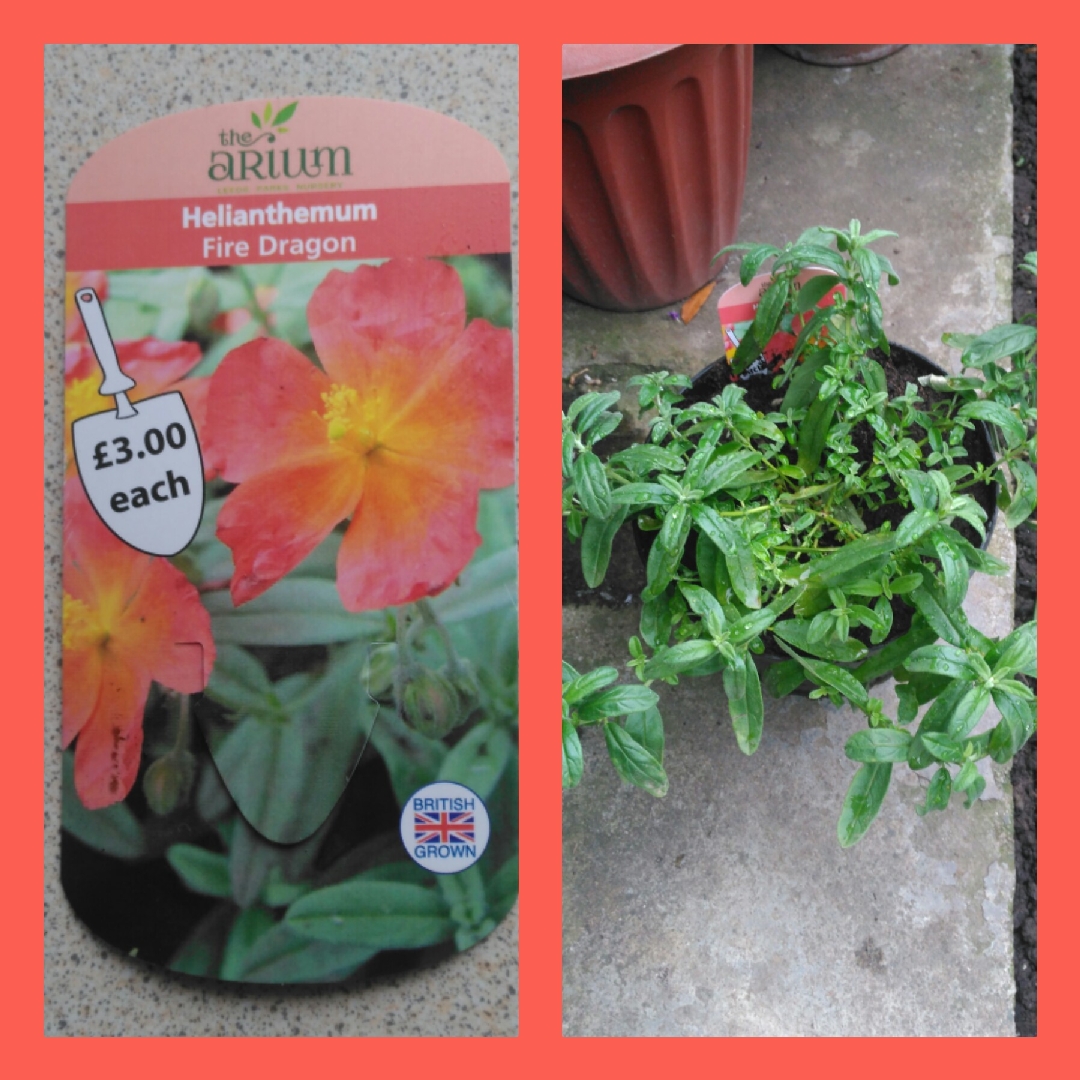 Rock Rose Fire Dragon in the GardenTags plant encyclopedia
