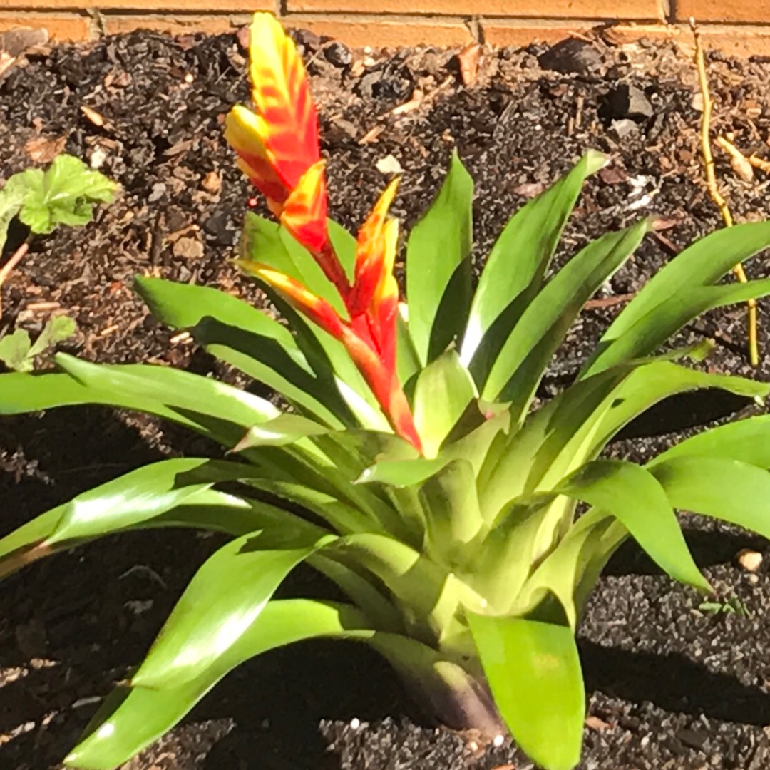 Vriesea duvaliana in the GardenTags plant encyclopedia King of sword in the GardenTags plant encyclopedia