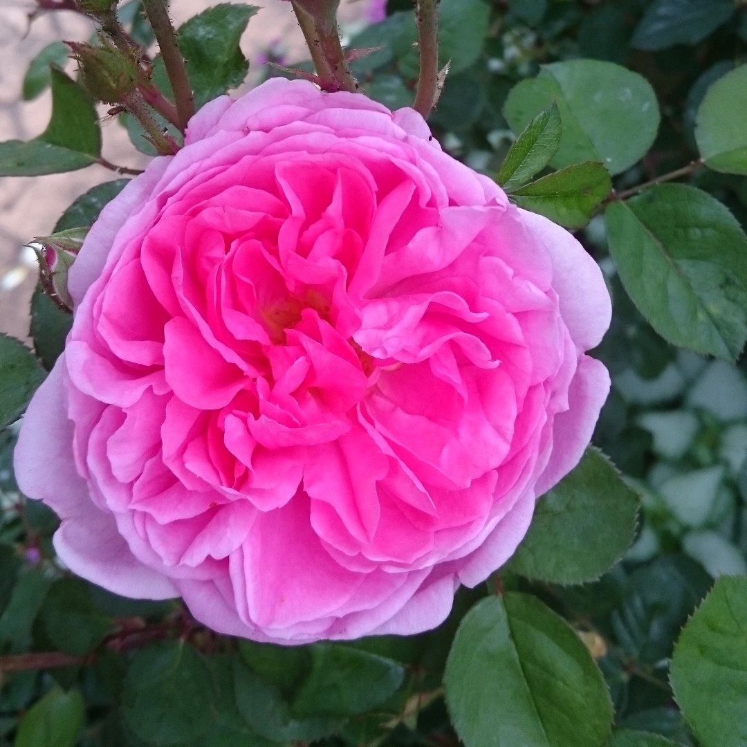 Rosa x hybrida John Clare in the GardenTags plant encyclopedia Rose John Clare in the GardenTags plant encyclopedia