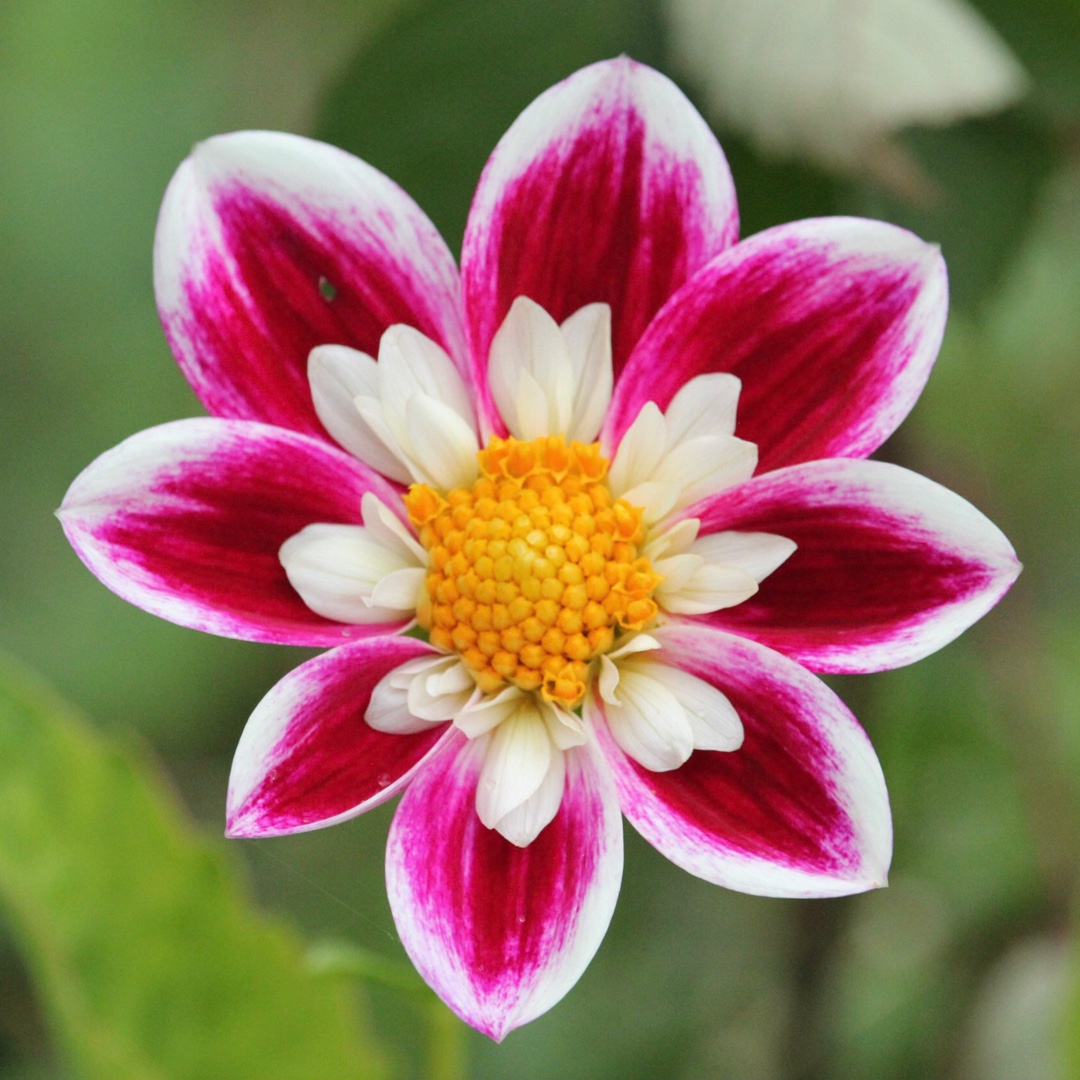 Dahlia Blueberry Hill in the GardenTags plant encyclopedia Dahlia Blueberry Hill (Collerette) in the GardenTags plant encyclopedia