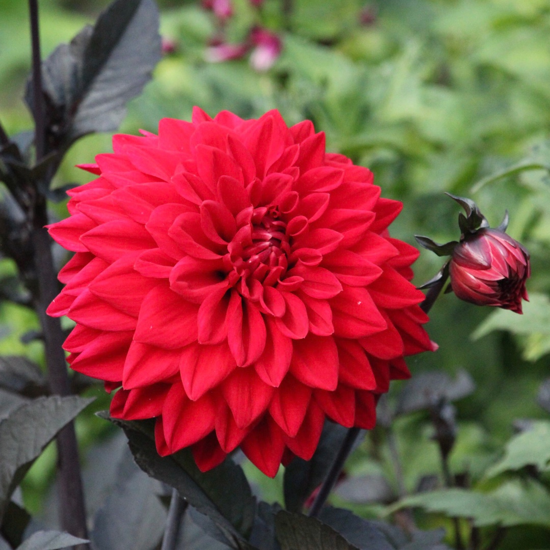 Dahlia Twynings Black Cherry in the GardenTags plant encyclopedia Dahlia Twynings Black Cherry in the GardenTags plant encyclopedia