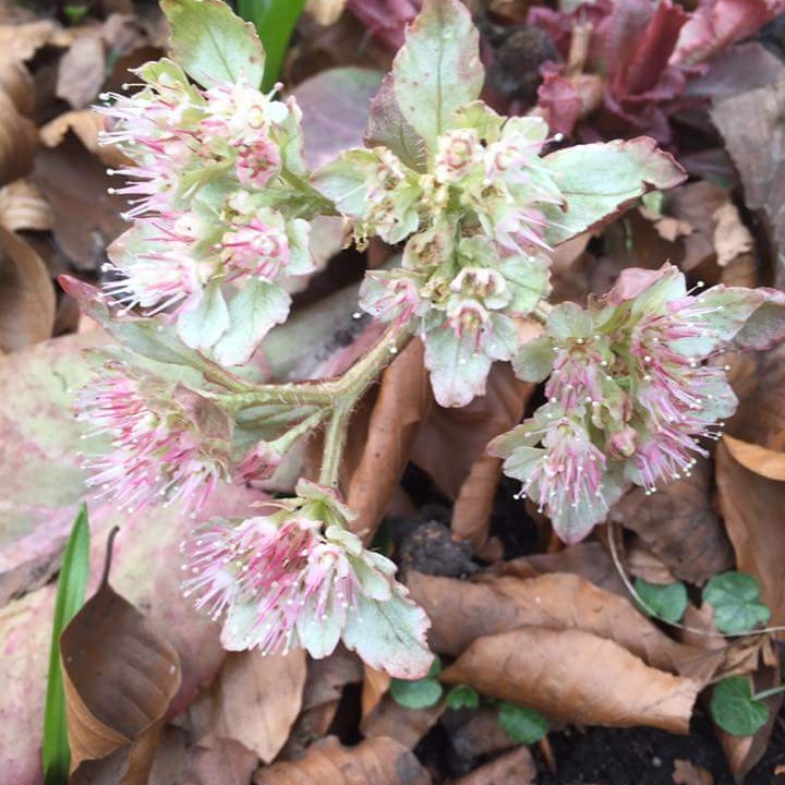Chrysosplenium Macrophyllum in the GardenTags plant encyclopedia Giant golden saxifrage in the GardenTags plant encyclopedia