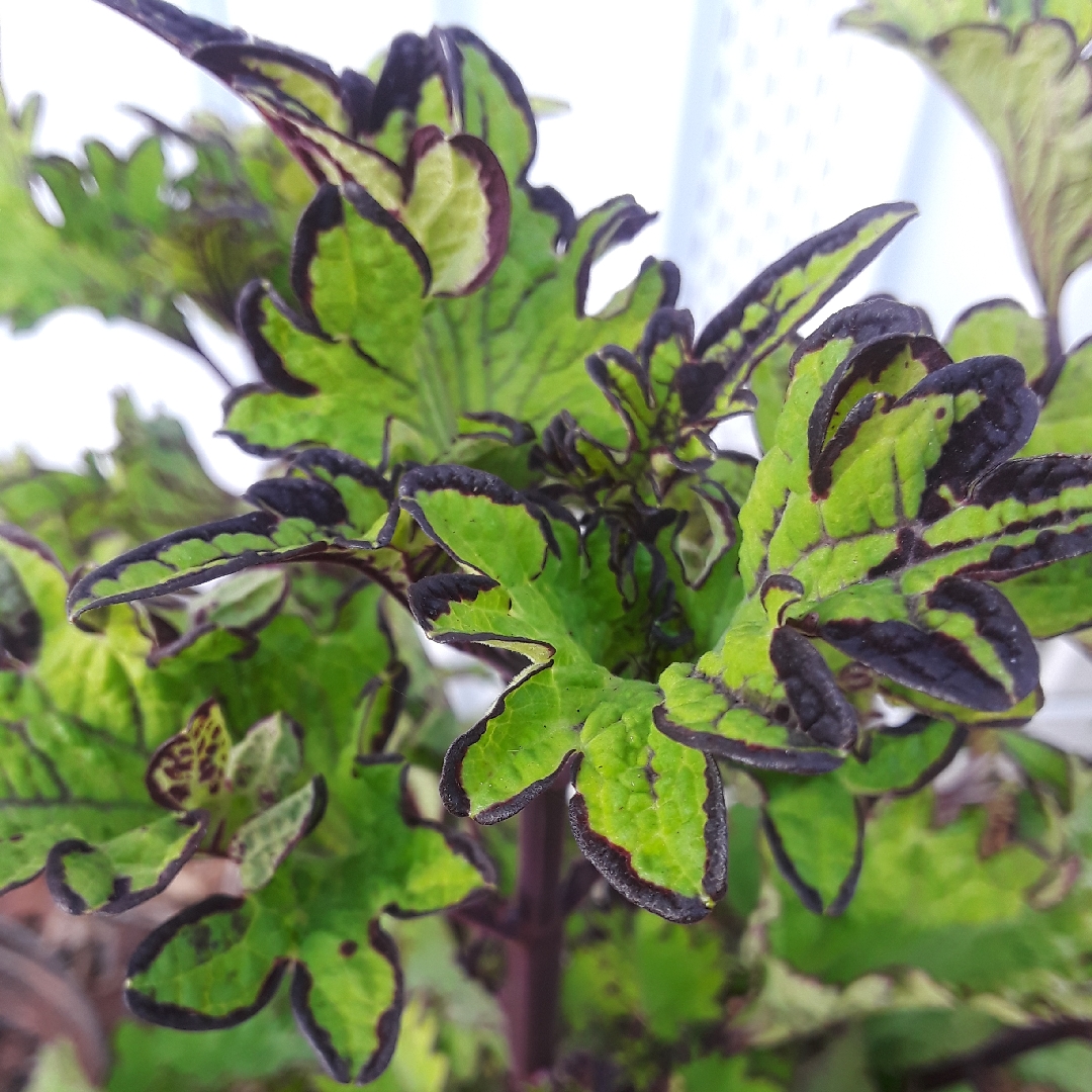 Plectranthus scutellarioides Mainstreet Rodeo Drive in the GardenTags plant encyclopedia Coleus Mainstreet Rodeo Drive in the GardenTags plant encyclopedia