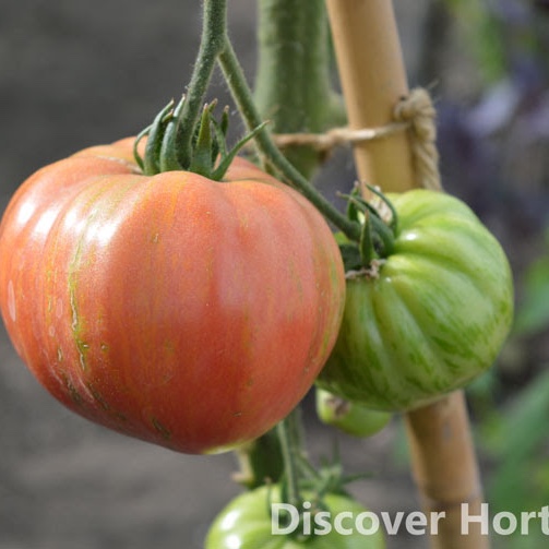 Solanum Lycopersicum Vintage Wine in the GardenTags plant encyclopedia Tomato Vintage Wine (Beefsteak Tomato) in the GardenTags plant encyclopedia