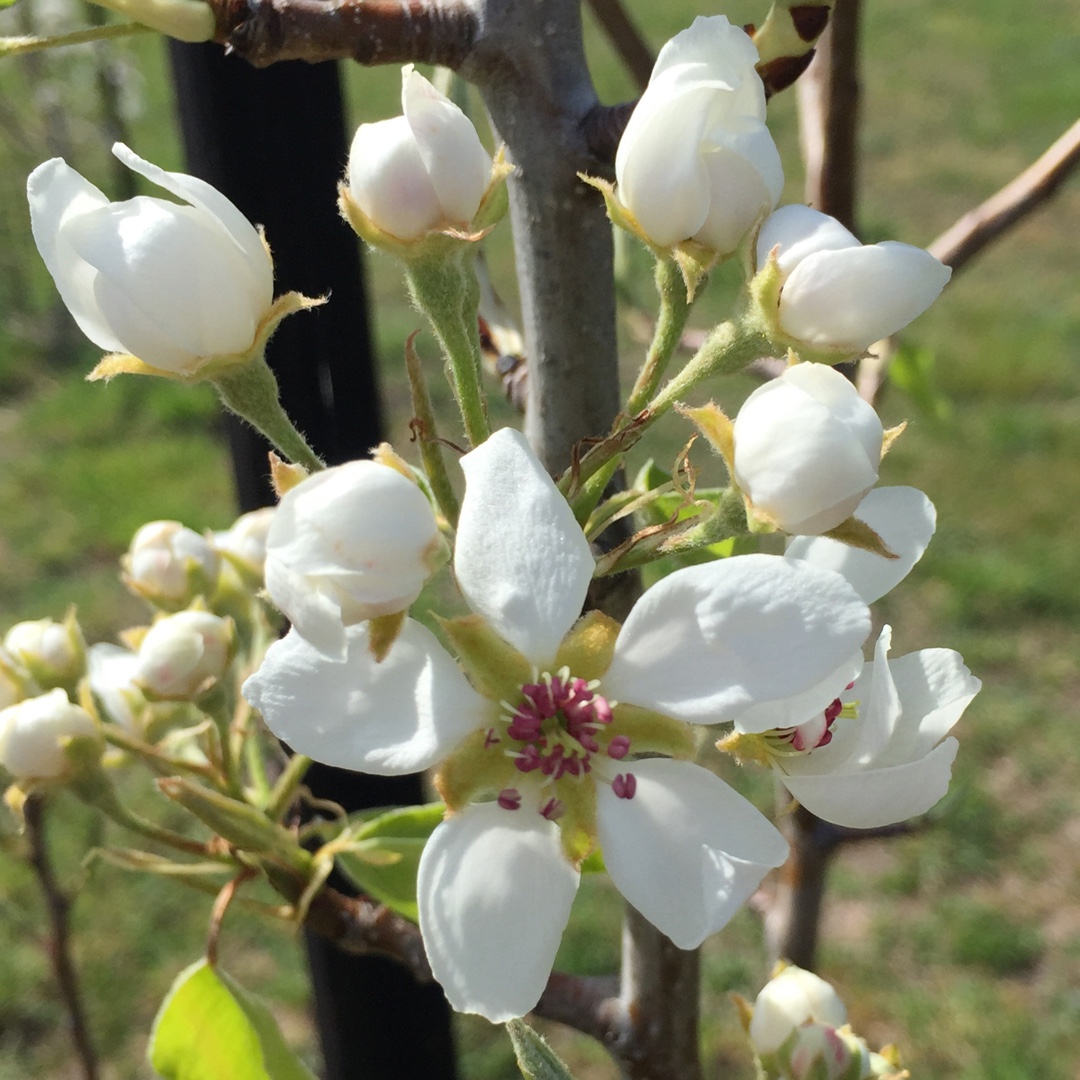 Pyrus communis Beurre Bosc in the GardenTags plant encyclopedia Pear Beurre Bosc in the GardenTags plant encyclopedia