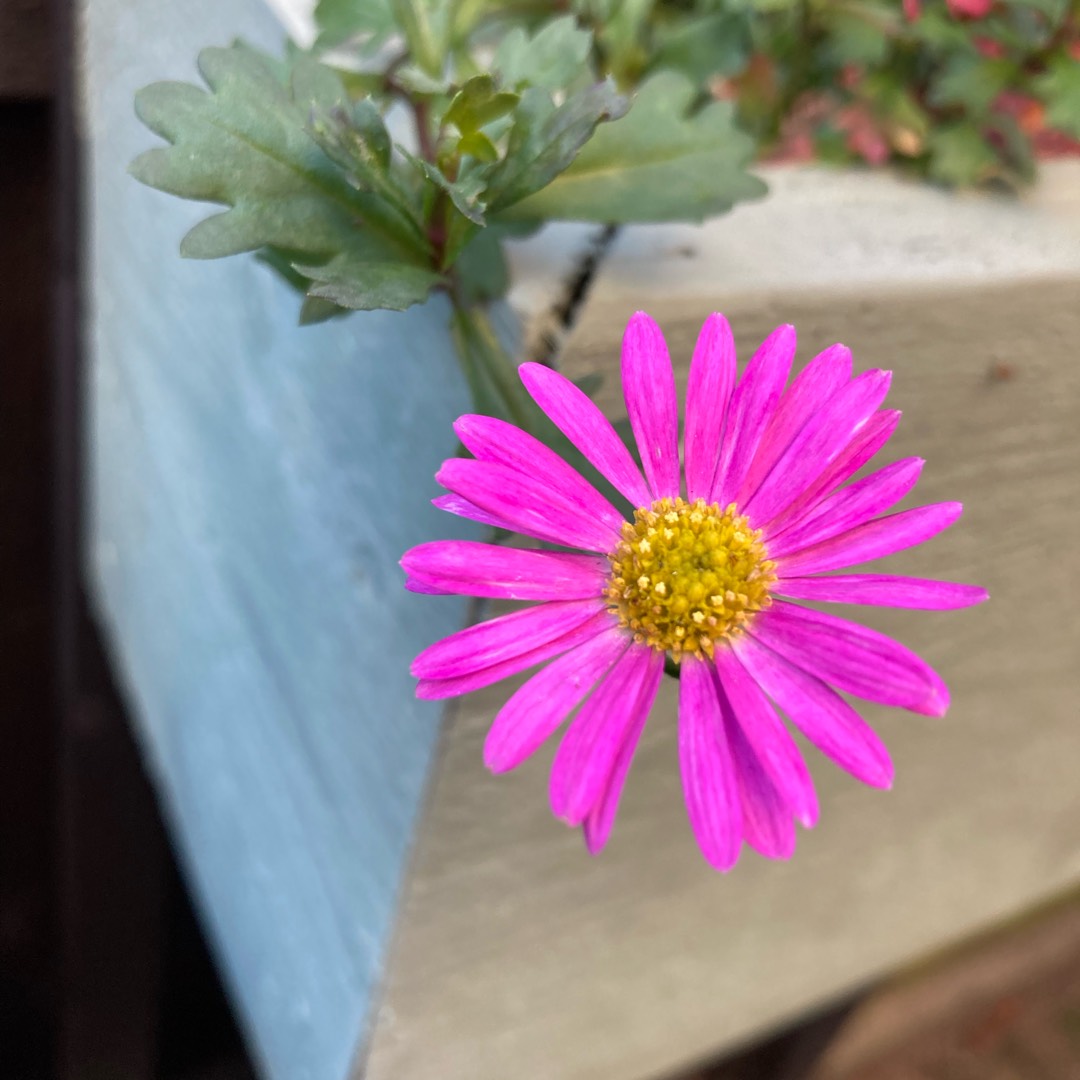 Brachyscome angustifolia Radiant Magenta in the GardenTags plant encyclopedia Swan River Daisy Radiant Magenta in the GardenTags plant encyclopedia