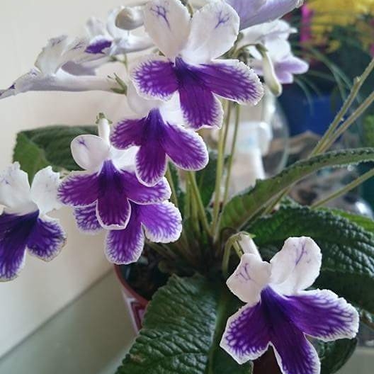 Streptocarpus Maria in the GardenTags plant encyclopedia Cape Primrose Maria in the GardenTags plant encyclopedia