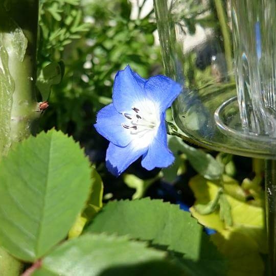 Baby Blue Eyes in the GardenTags plant encyclopedia