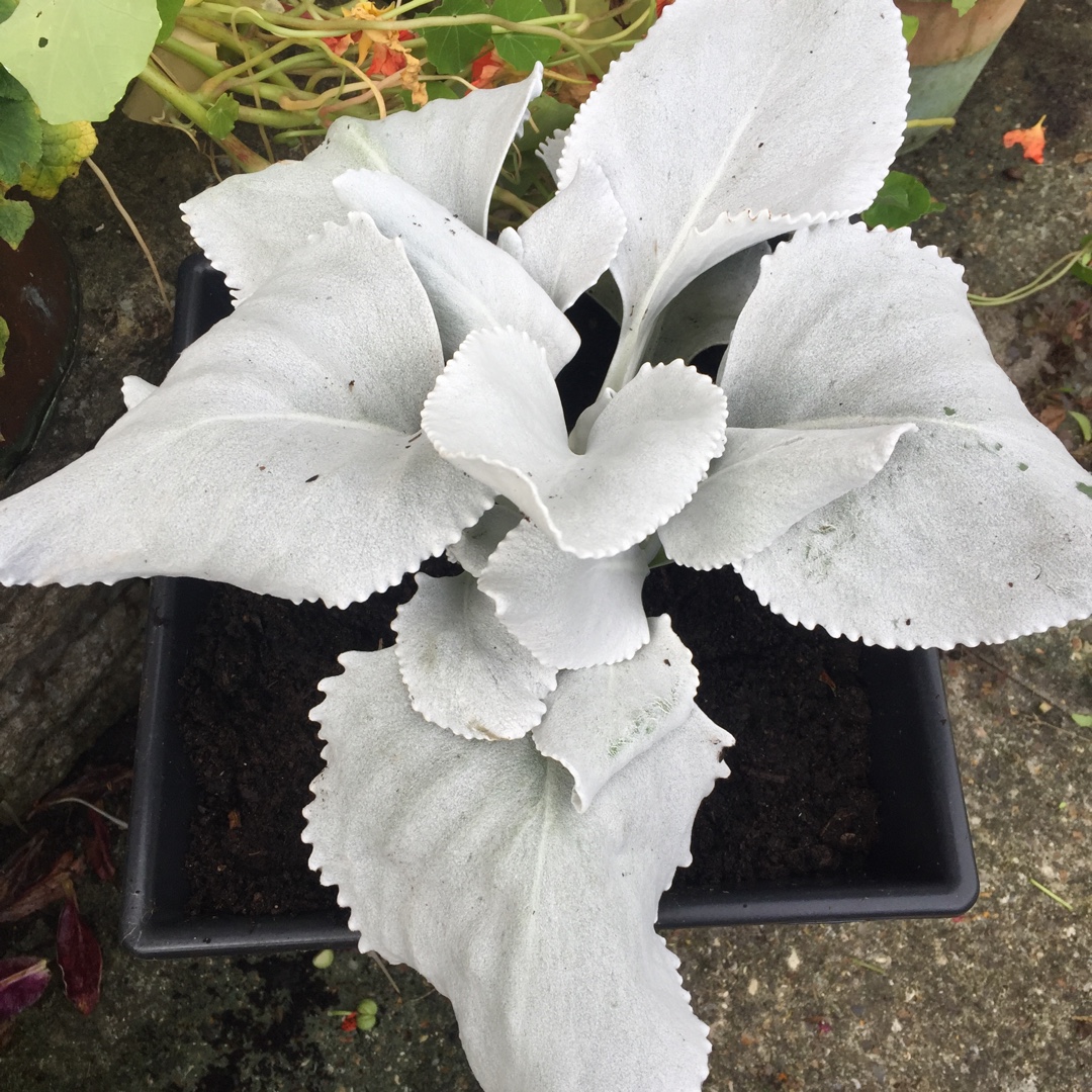 candicans 'Angel Wings', Angel Wings GardenTags plant encyclopedia