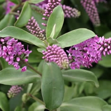 Hebe Addenda Lisa in the GardenTags plant encyclopedia Shrubby Veronica Addenda Lisa in the GardenTags plant encyclopedia
