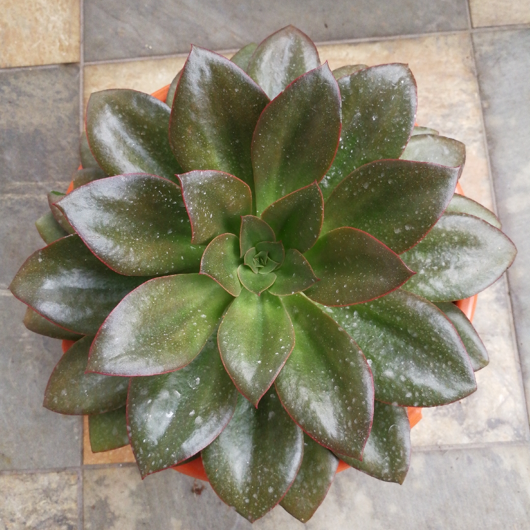 Echeveria Monocerotis in the GardenTags plant encyclopedia Echeveria Monocerotis in the GardenTags plant encyclopedia