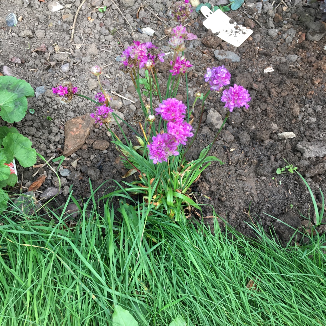 Armeria pseudarmeria Ballerina Lilac in the GardenTags plant encyclopedia Thrift Ballerina Lilac in the GardenTags plant encyclopedia