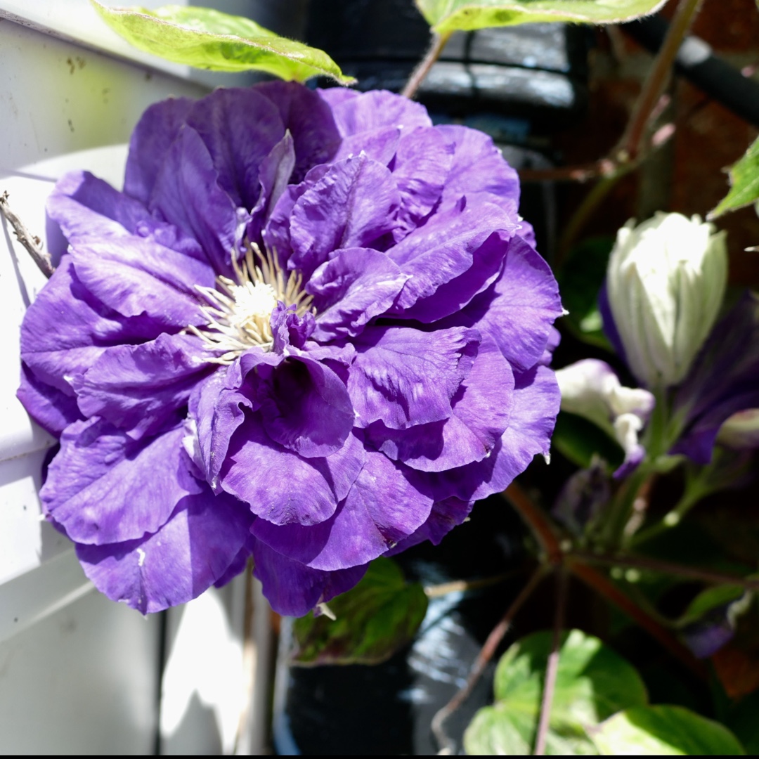 Clematis Kiri Te Kanawa in the GardenTags plant encyclopedia Clematis Kiri Te Kanawa in the GardenTags plant encyclopedia
