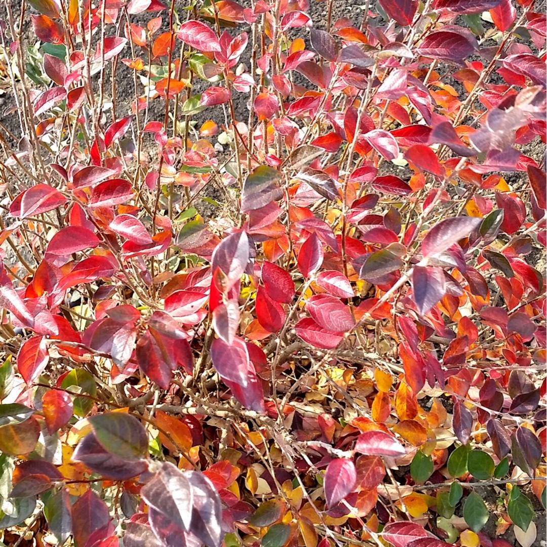 Cotoneaster Lucidus in the GardenTags plant encyclopedia Hedge Cotoneaster in the GardenTags plant encyclopedia
