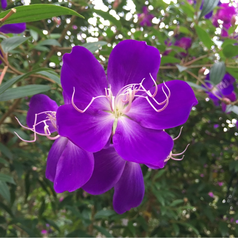 Melastoma candidum syn. Melastoma septemnervium in the GardenTags plant encyclopedia Asian Melastome in the GardenTags plant encyclopedia