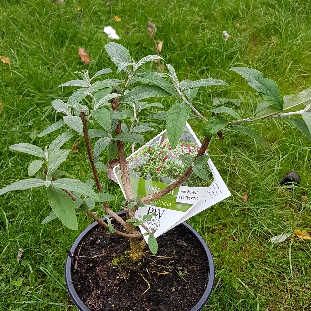 Buddleja Miss Ruby in the GardenTags plant encyclopedia Butterfly Bush Miss Ruby in the GardenTags plant encyclopedia