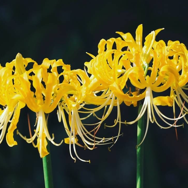 Lycoris aurea in the GardenTags plant encyclopedia Yellow Spider Lily in the GardenTags plant encyclopedia