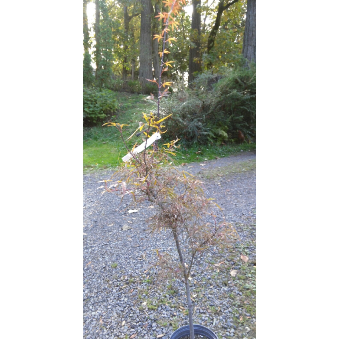 Acer Palmatum Red Pygmy in the GardenTags plant encyclopedia Japanese Maple Red Pygmy in the GardenTags plant encyclopedia