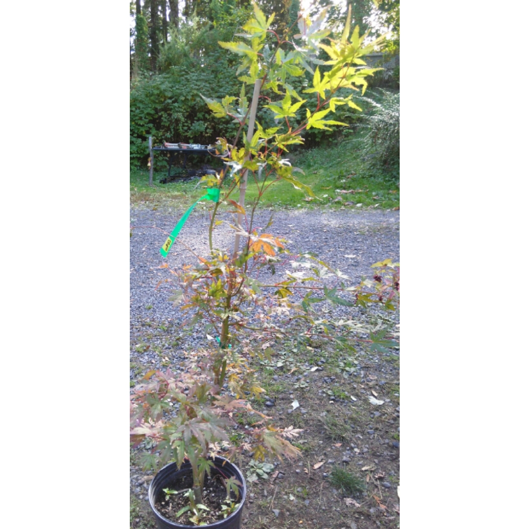 Acer Palmatum Glowing Embers in the GardenTags plant encyclopedia Japanese Maple Glowing Embers in the GardenTags plant encyclopedia