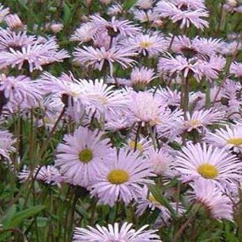 Erigeron hybrid Quakeress in the GardenTags plant encyclopedia Fleabane Quakeress in the GardenTags plant encyclopedia