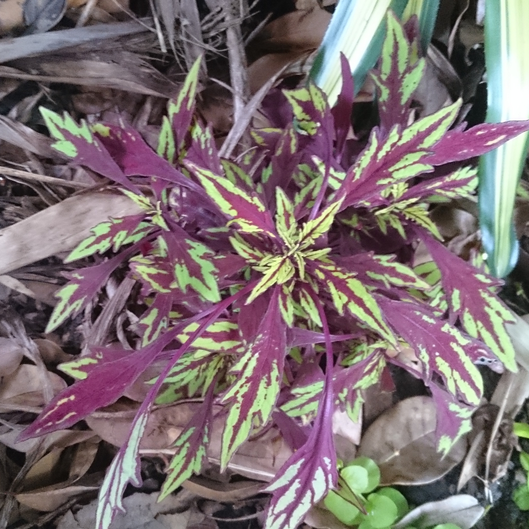 Plectranthus scutellarioides FlameThrower™ Chipotle in the GardenTags plant encyclopedia Coleus FlameThrower™ Chipotle in the GardenTags plant encyclopedia