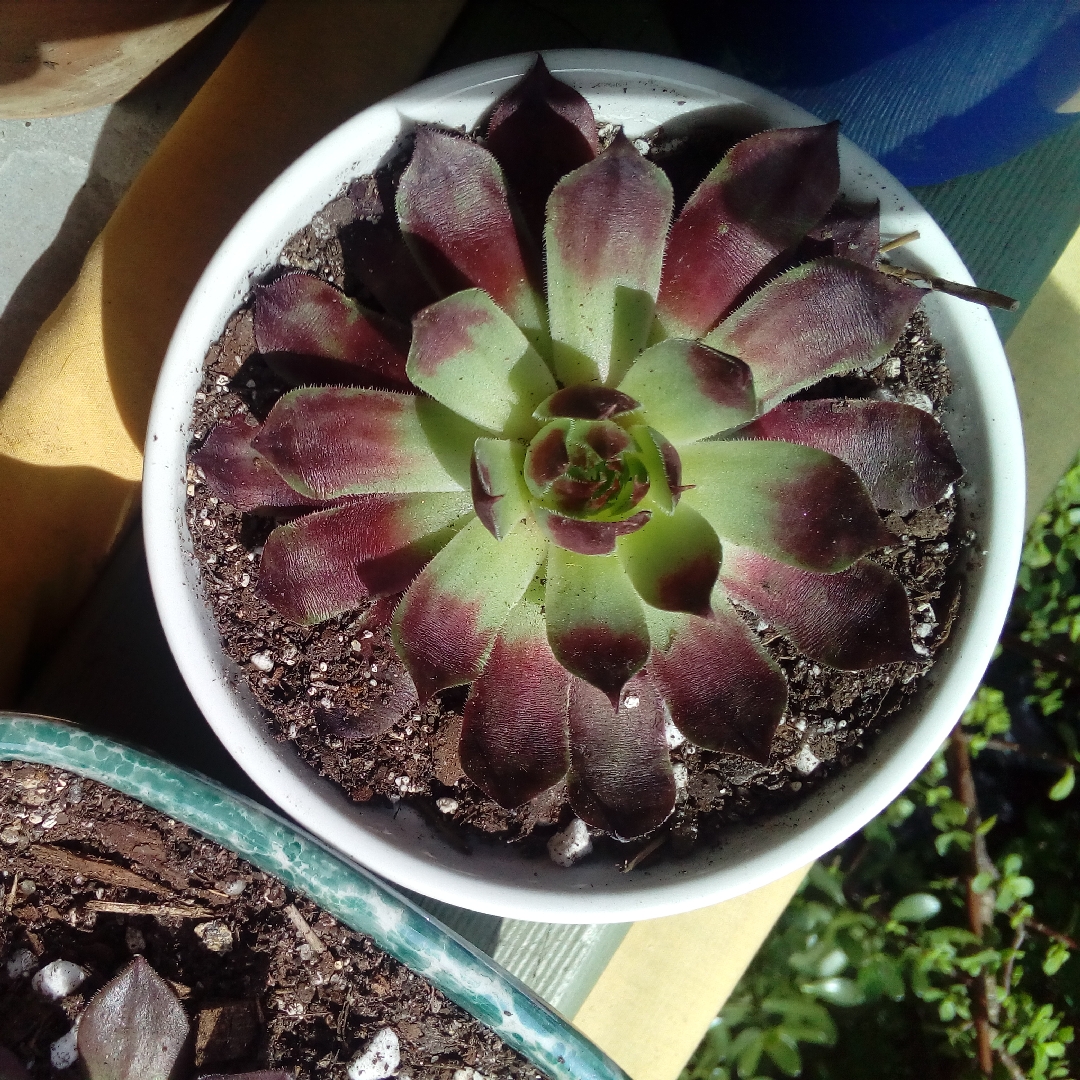 Sempervivum Reward in the GardenTags plant encyclopedia Sempervivum Reward in the GardenTags plant encyclopedia