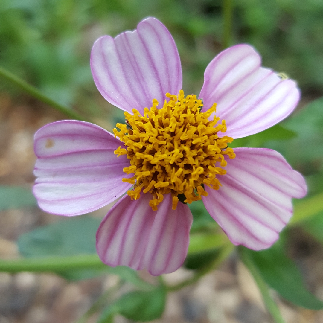 Bidens aequisquamea in the GardenTags plant encyclopedia Tooth-seed in the GardenTags plant encyclopedia