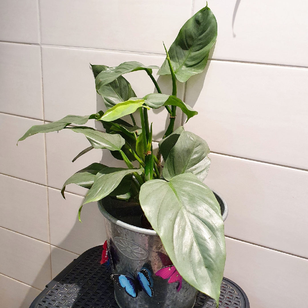 philodendron