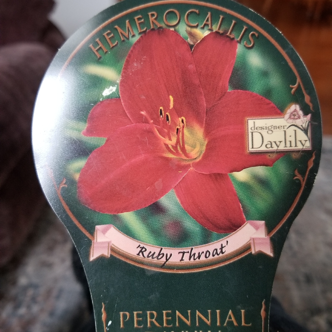Hemerocallis Ruby Throat in the GardenTags plant encyclopedia Daylily Ruby Throat in the GardenTags plant encyclopedia