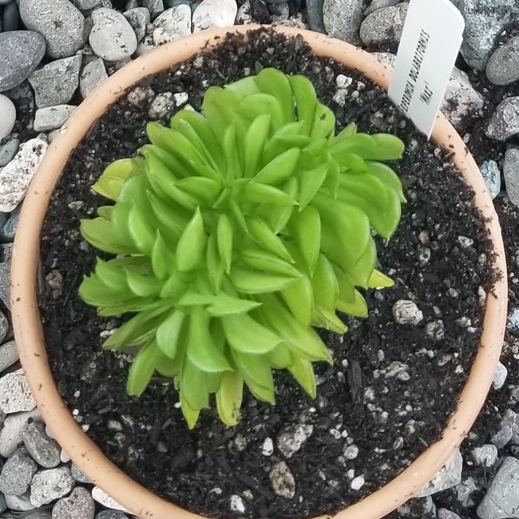 Peperomia dolabriformis Maxi in the GardenTags plant encyclopedia Peperomia Maxi in the GardenTags plant encyclopedia