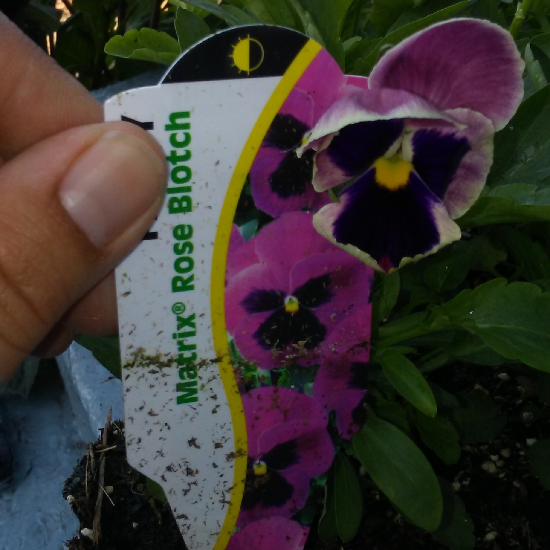 Viola x wittrockiana Matrix Rose Blotch in the GardenTags plant encyclopedia Pansy .Matrix Rose Blotch in the GardenTags plant encyclopedia