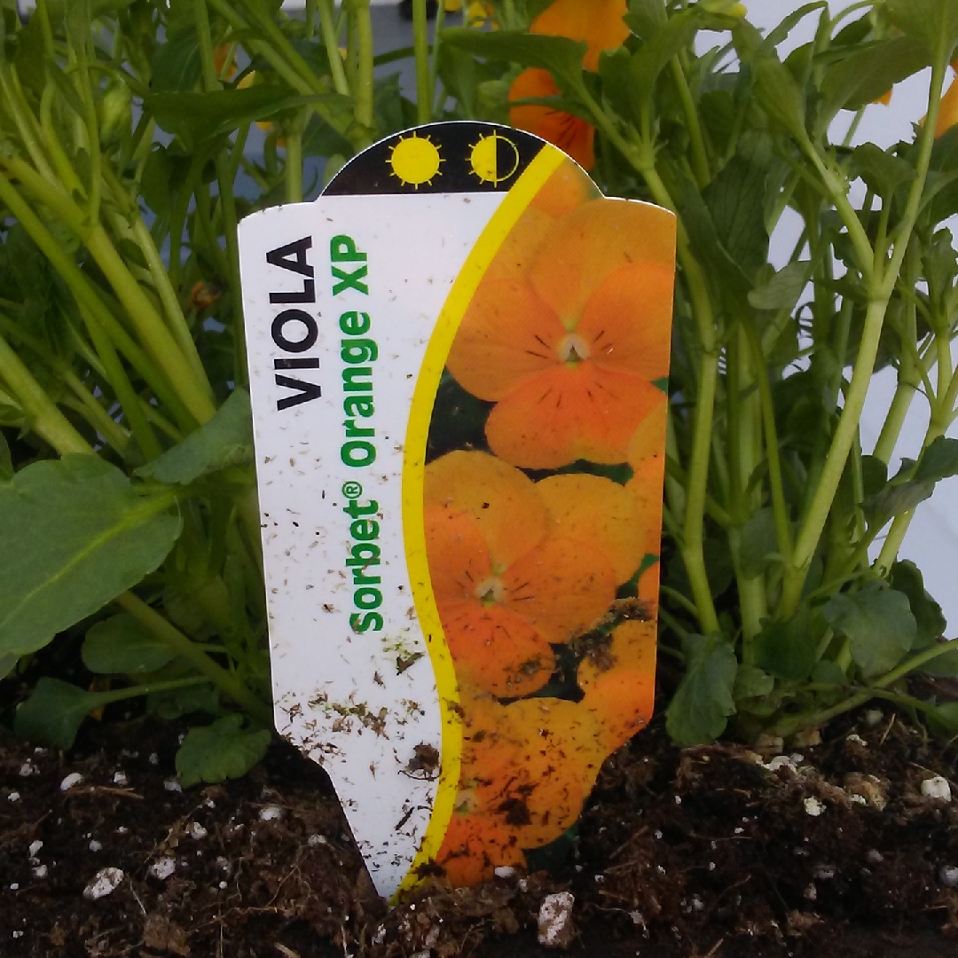 Viola Matrix Orange Sorbet XP in the GardenTags plant encyclopedia Pansy Matrix Orange Sorbet XP in the GardenTags plant encyclopedia