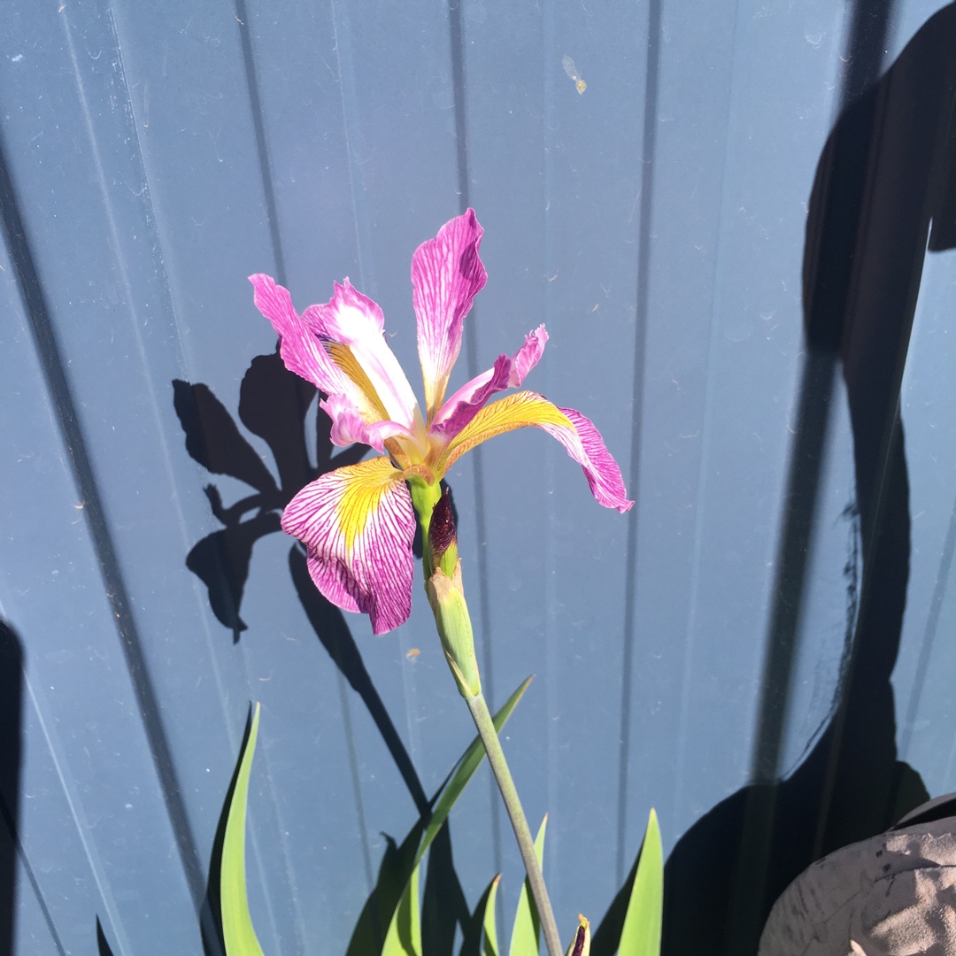 Iris virginica in the GardenTags plant encyclopedia Southern Blue Flag Iris in the GardenTags plant encyclopedia