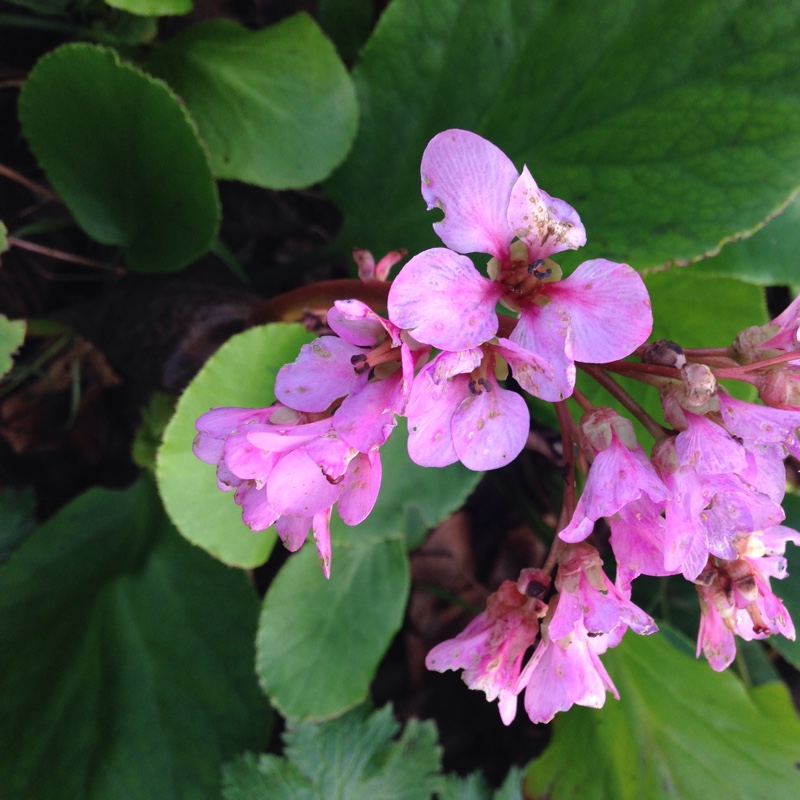 Bergenia in the GardenTags plant encyclopedia Elephants Ears (Bergenia) in the GardenTags plant encyclopedia