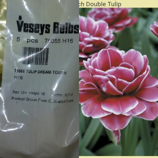 Tulipa Dream Touch in the GardenTags plant encyclopedia Tulip Dream Touch (Double Late) in the GardenTags plant encyclopedia