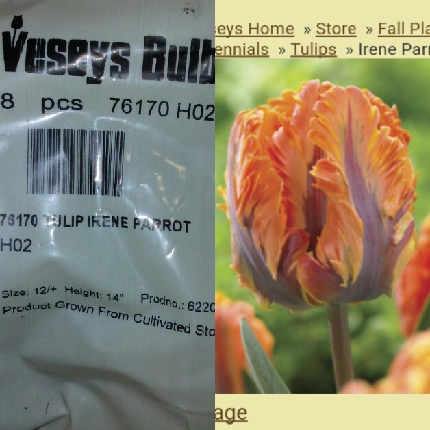 Tulipa Irene Parrot in the GardenTags plant encyclopedia Tulip Irene Parrot (Parrot) in the GardenTags plant encyclopedia