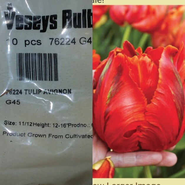 Tulipa Avignon in the GardenTags plant encyclopedia Tulip Avignon (Single Late) in the GardenTags plant encyclopedia