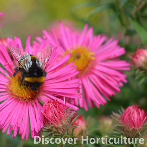 Symphyotrichum novae-angliae Andenken an Alma Pötschke in the GardenTags plant encyclopedia New England Aster Andenken an Alma Pötschke in the GardenTags plant encyclopedia