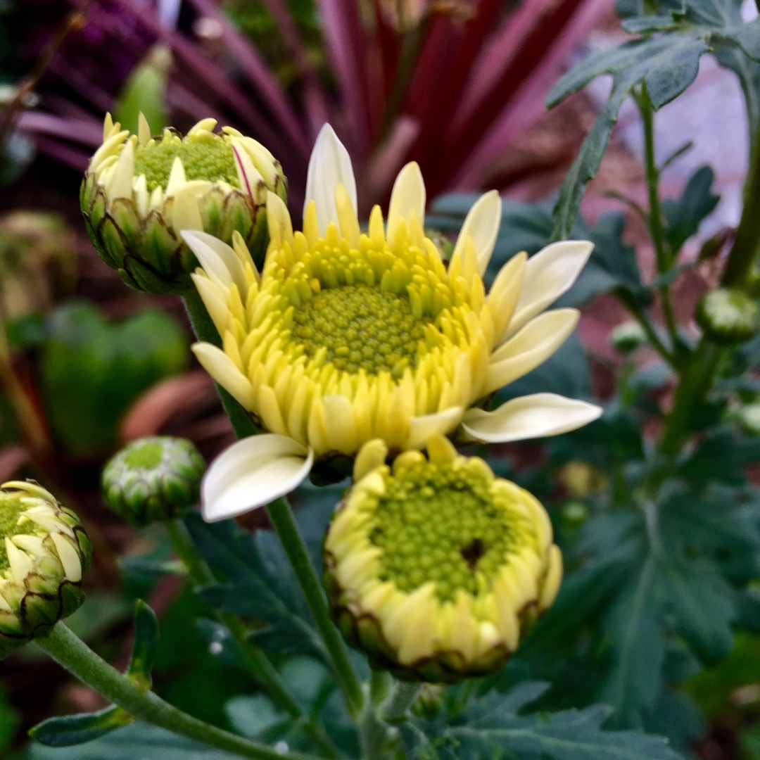 Chrysanthemum Beppe in the GardenTags plant encyclopedia Chrysanthemum Beppe in the GardenTags plant encyclopedia