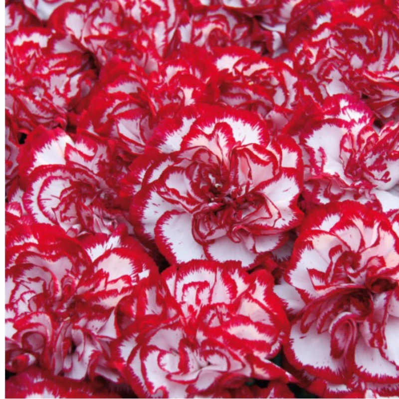 Dianthus caryophyllus Circus Clowns in the GardenTags plant encyclopedia Carnation Circus Clowns in the GardenTags plant encyclopedia