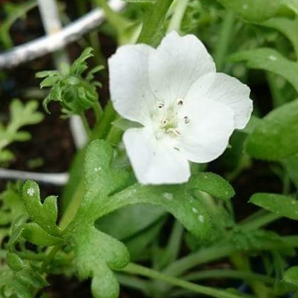 Nemophila Alba in the GardenTags plant encyclopedia Baby Blue Eyes Alba in the GardenTags plant encyclopedia