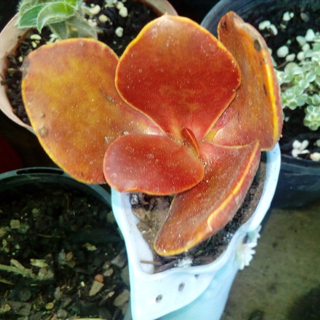 Echeveria Fireball in the GardenTags plant encyclopedia Echeveria Fireball in the GardenTags plant encyclopedia