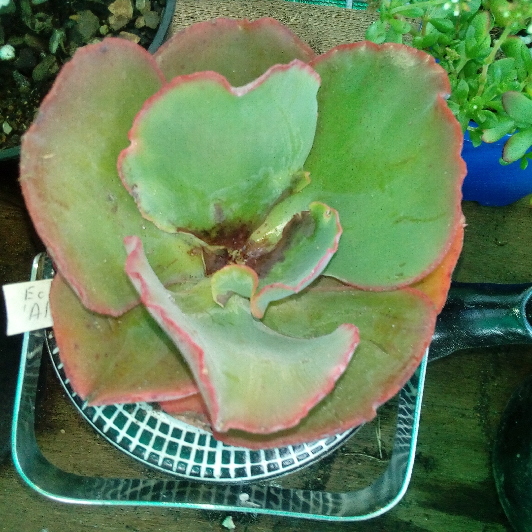 Echeveria Alice in the GardenTags plant encyclopedia Echeveria Alice in the GardenTags plant encyclopedia