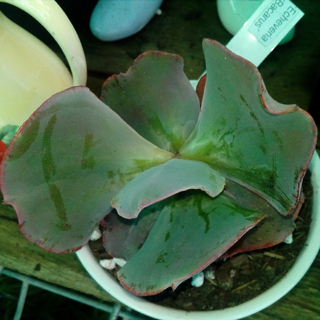 Echeveria Bacarus in the GardenTags plant encyclopedia Echeveria Bacarus in the GardenTags plant encyclopedia