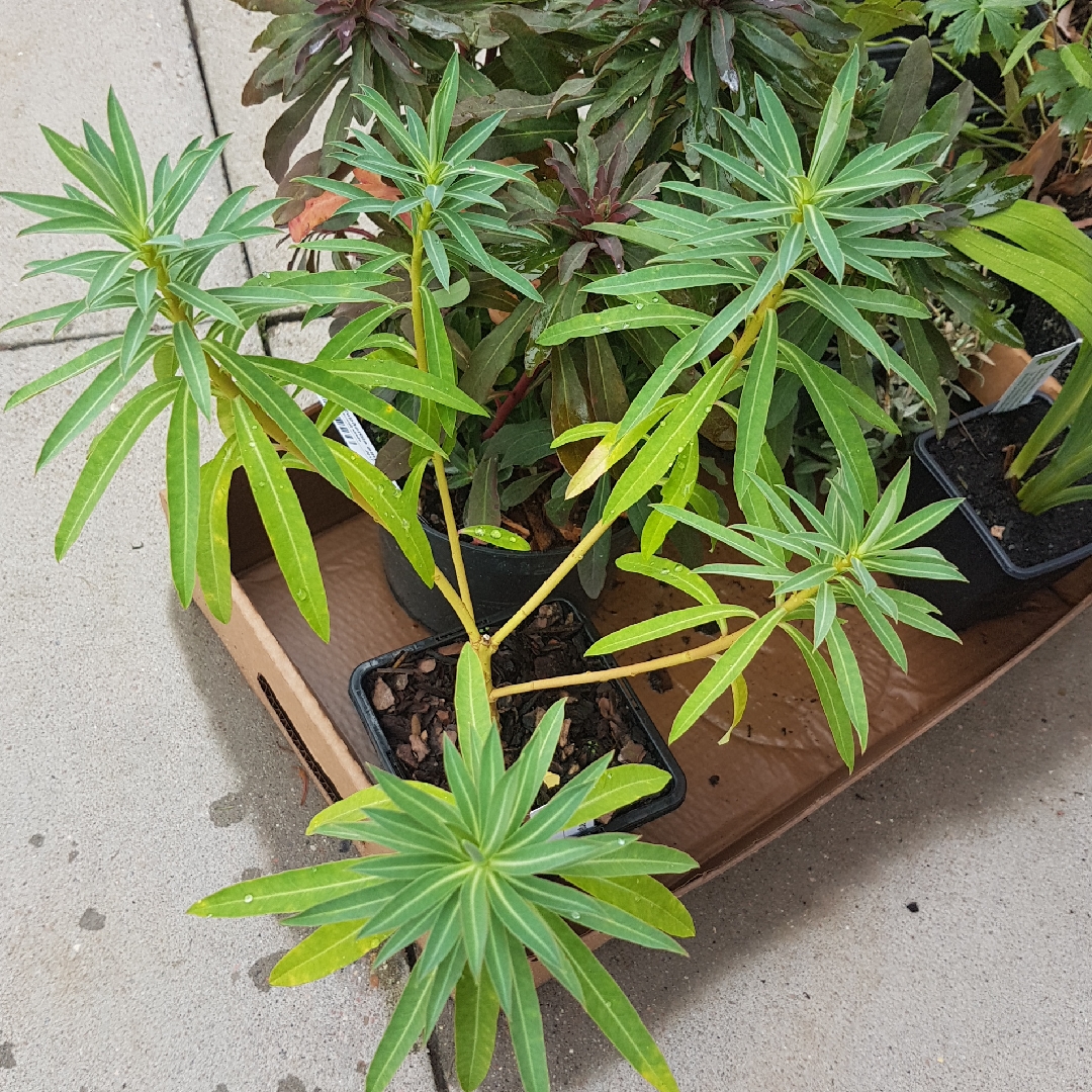 Euphorbia margalidiana in the GardenTags plant encyclopedia Shrubby spurge in the GardenTags plant encyclopedia