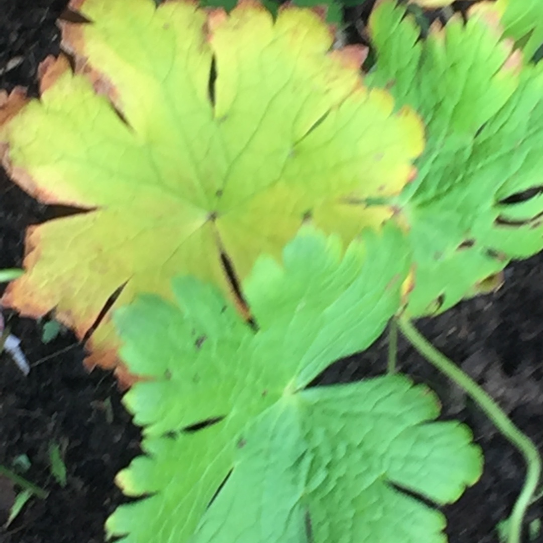 Geranium gracile Sirak in the GardenTags plant encyclopedia Geranium Sirak in the GardenTags plant encyclopedia