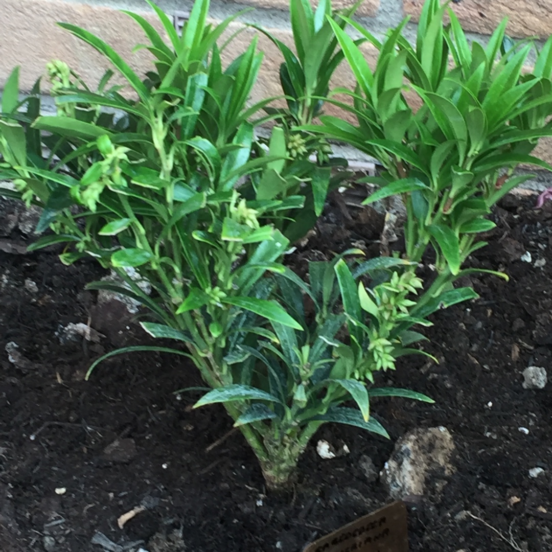 Sarcococca hookeriana var. hookeriana Ghorepani in the GardenTags plant encyclopedia Sweet Box Ghorepani in the GardenTags plant encyclopedia