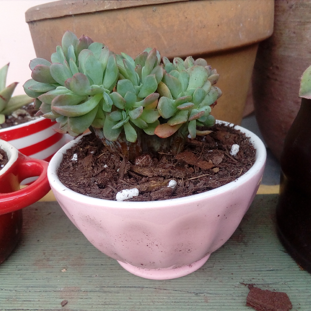 Echeveria Spectabilis Cristata Variegata in the GardenTags plant encyclopedia Echeveria Spectabilis Crested Variegated Form in the GardenTags plant encyclopedia