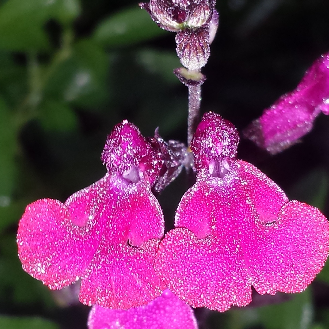 Salvia greggii Burgundy Seduction in the GardenTags plant encyclopedia Autumn Sage Burgundy Seduction in the GardenTags plant encyclopedia